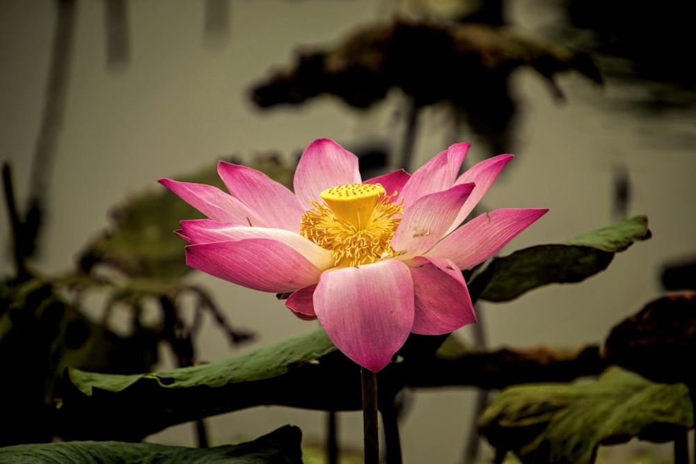 a pink flower with a yellow center surrounded by green leaves