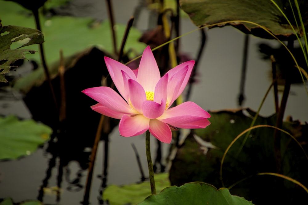 a pink lotus flower sitting on top of a lush green plant
