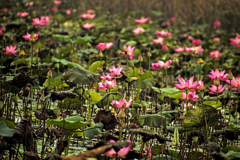 un campo pieno di ninfee rosa con foglie verdi