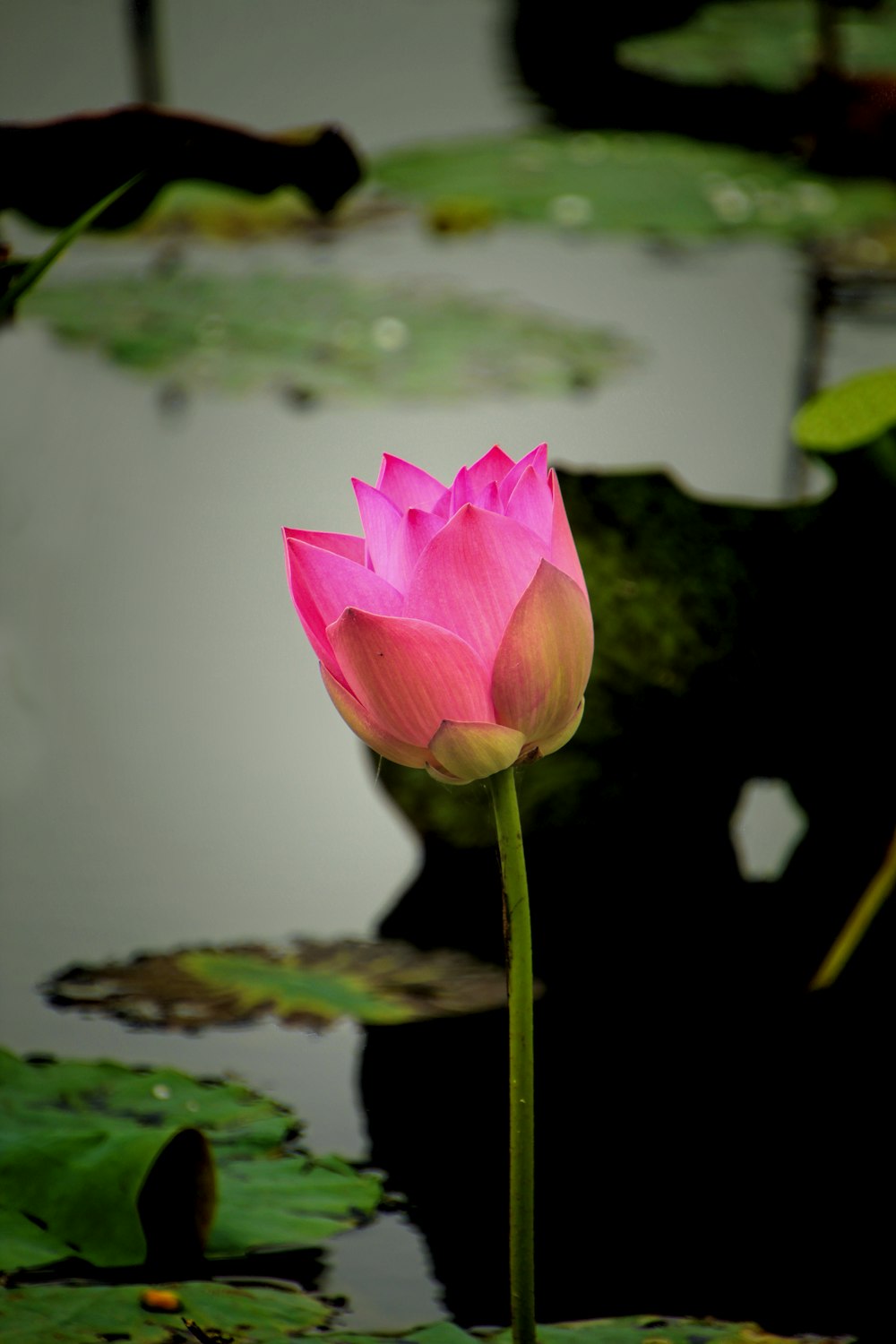 a pink flower is blooming in a pond