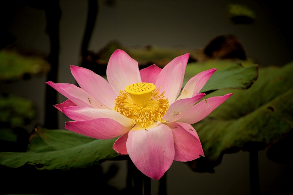 a pink and yellow flower with green leaves