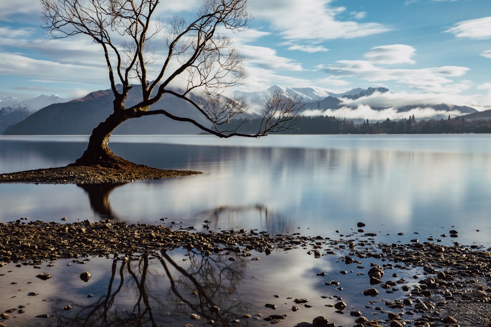 a lone tree on a small island in the middle of a lake