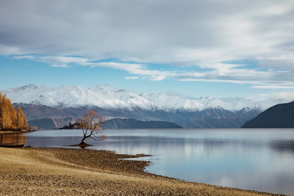 a lone tree on the shore of a lake with mountains in the background