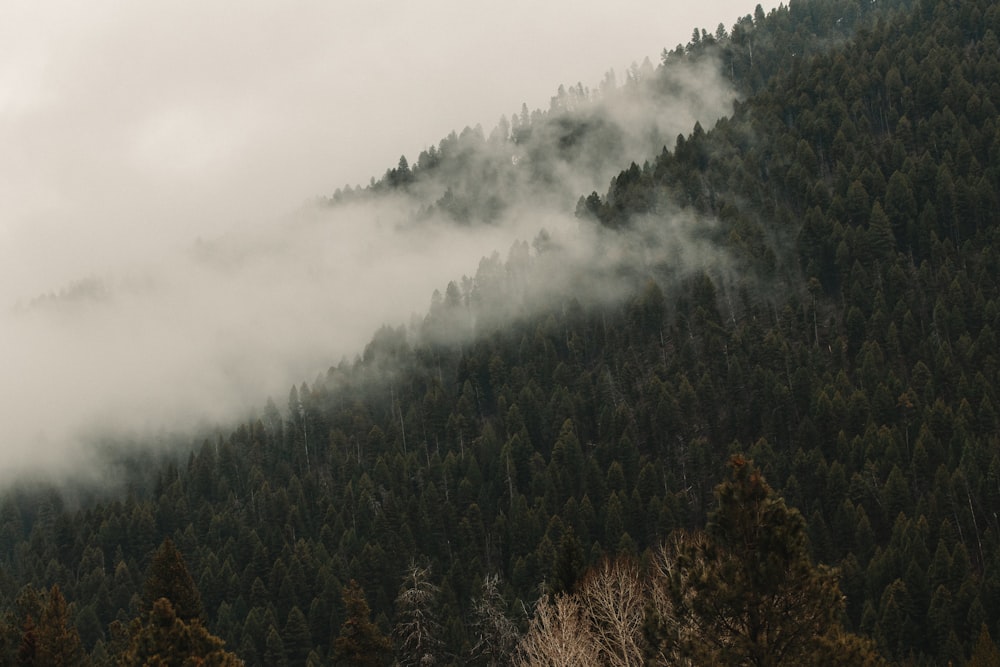 a mountain covered in fog with trees in the foreground