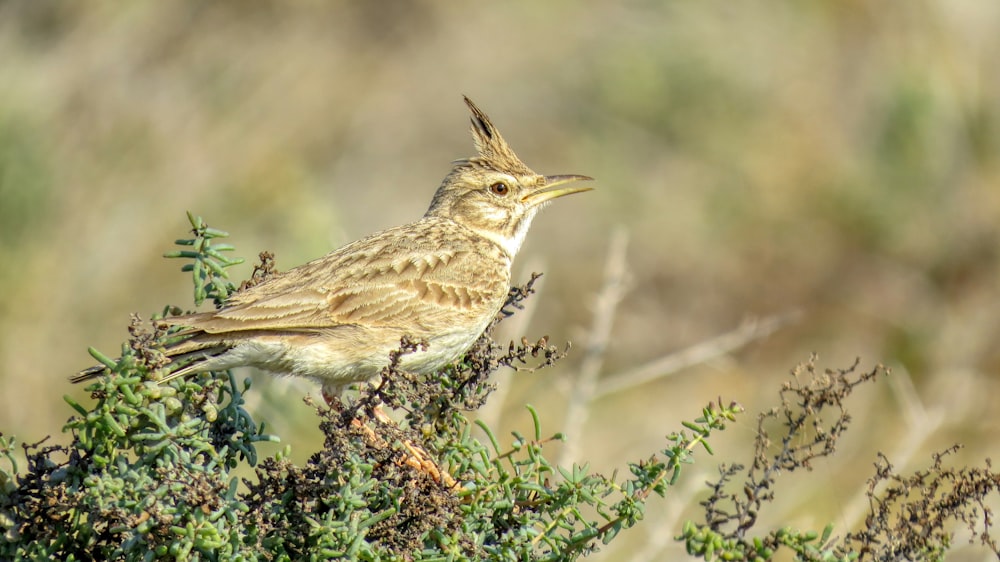 a small bird sitting on top of a tree branch