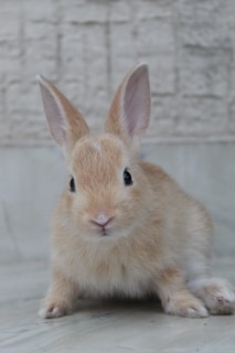 a small brown rabbit sitting on top of a wooden floor