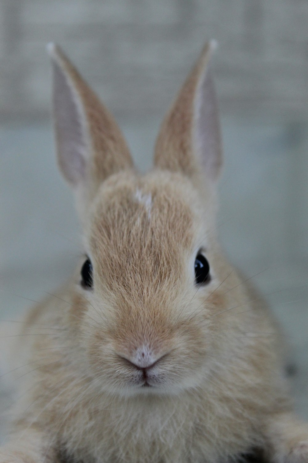 a close up of a small bunny rabbit