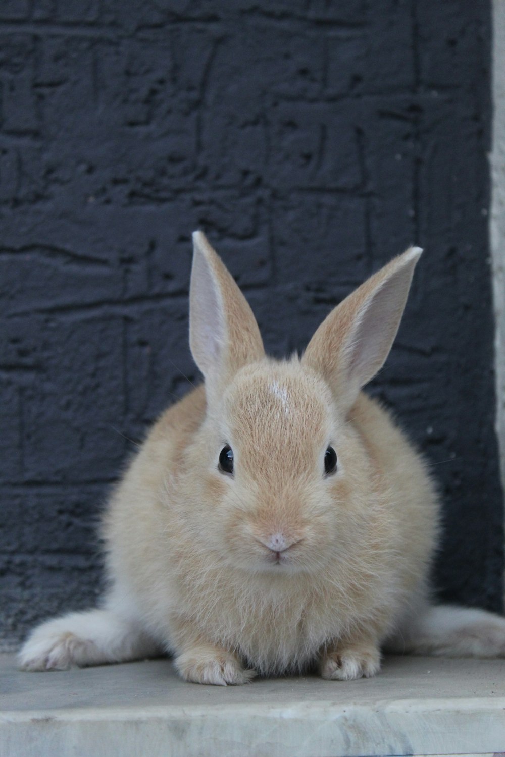 a small rabbit is sitting on a ledge