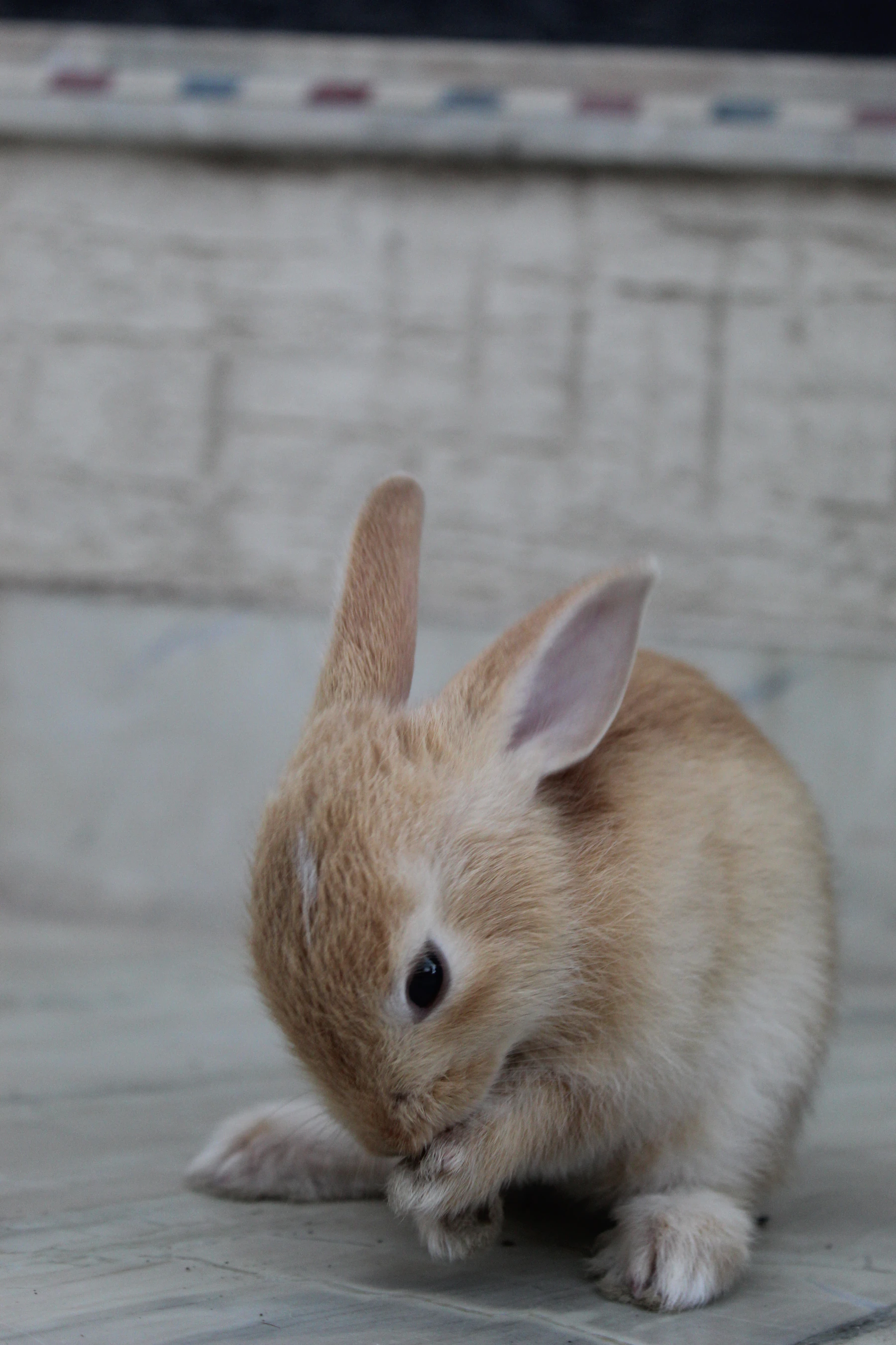 A tan young rabbit washing its face with its front paws on a tiled floor