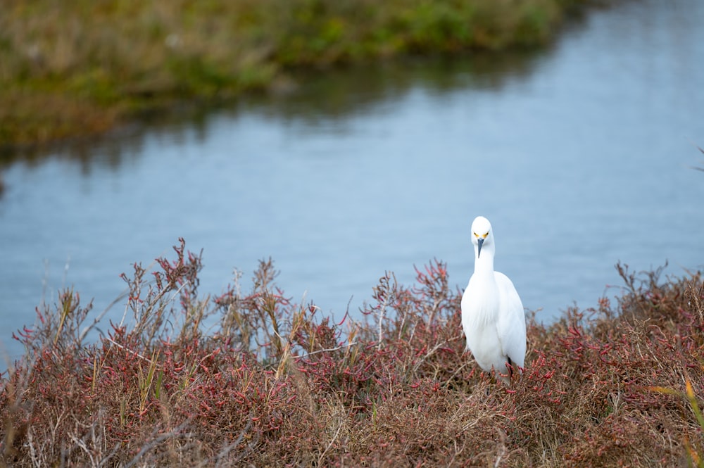 a white bird standing on top of a grass covered field