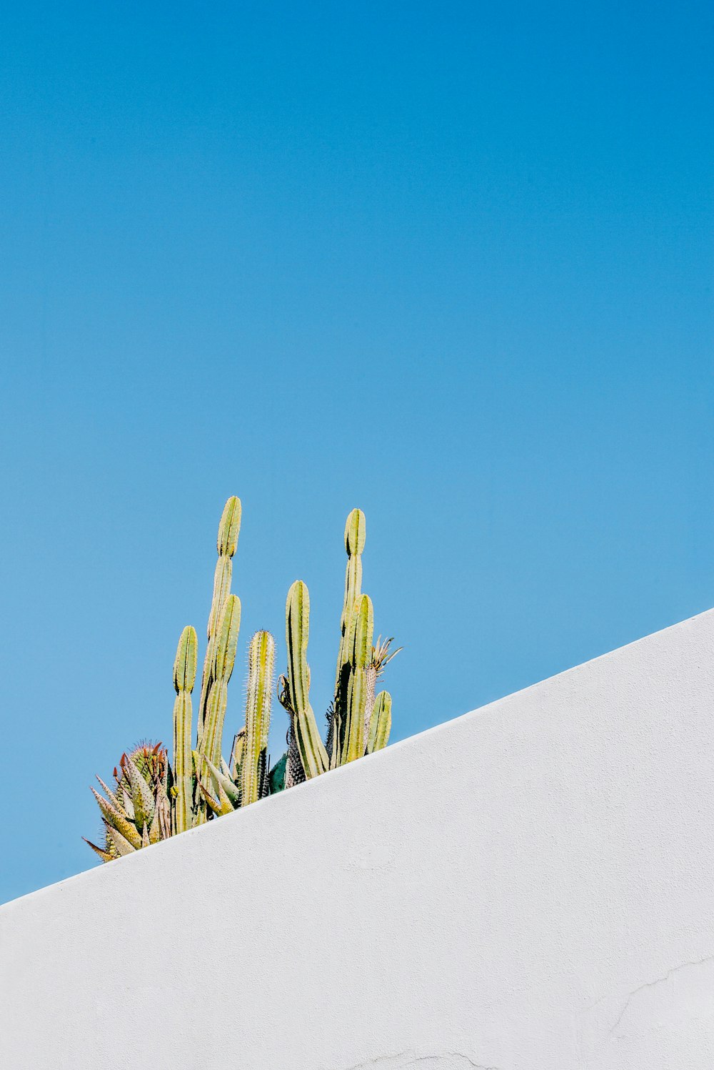 a bird sitting on top of a white wall next to a cactus