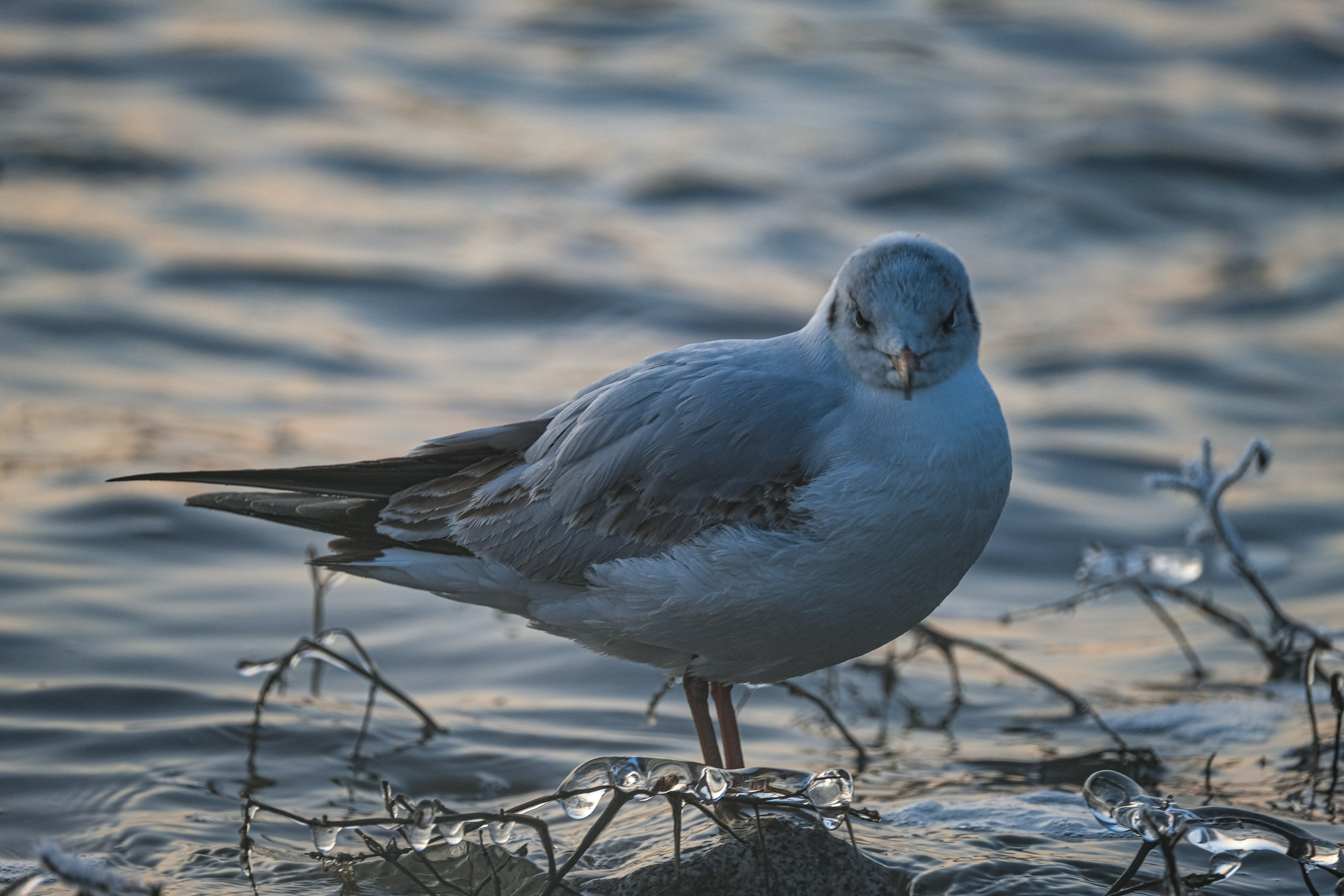 Photo by cestmoisheedy