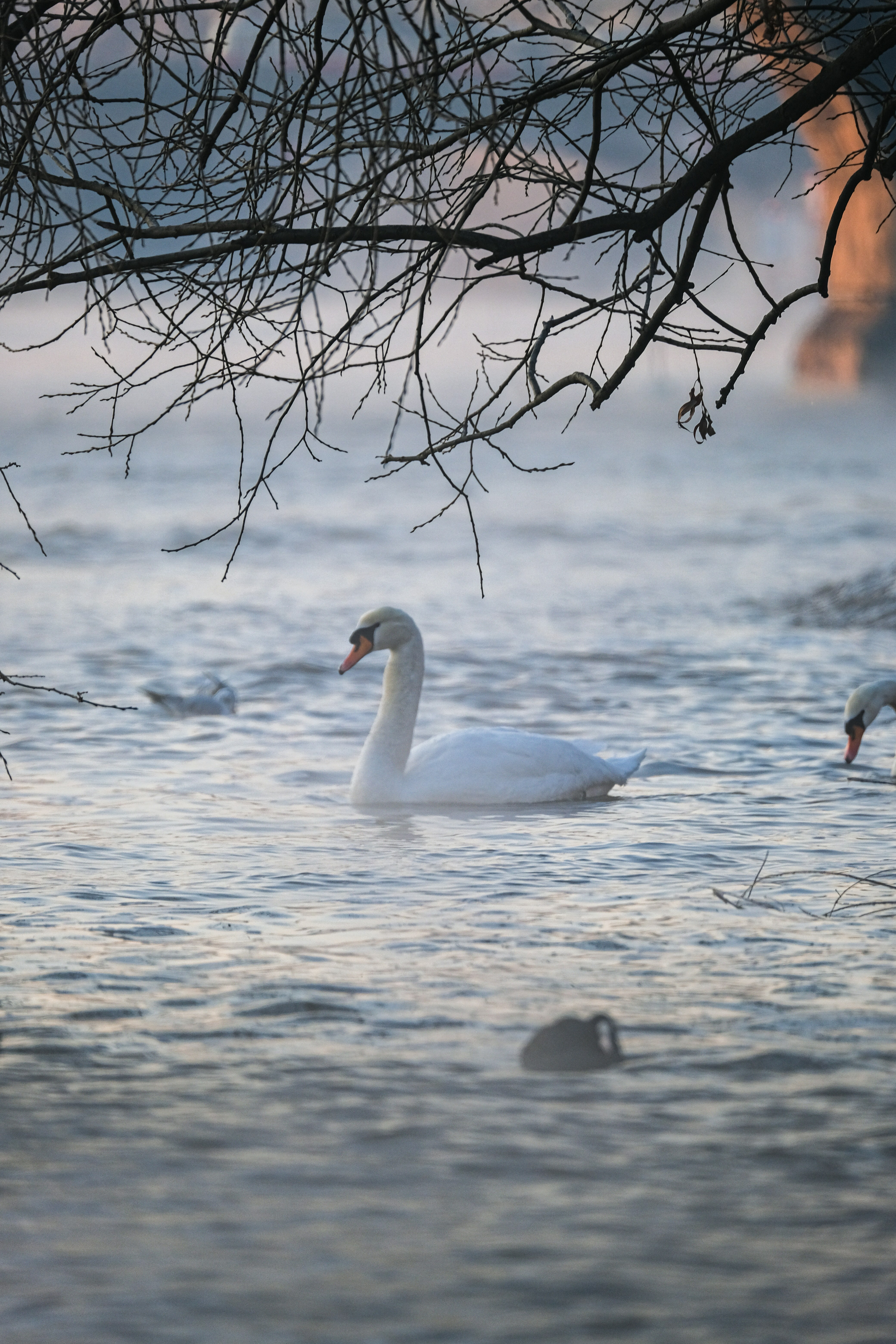 Photo by cestmoisheedy