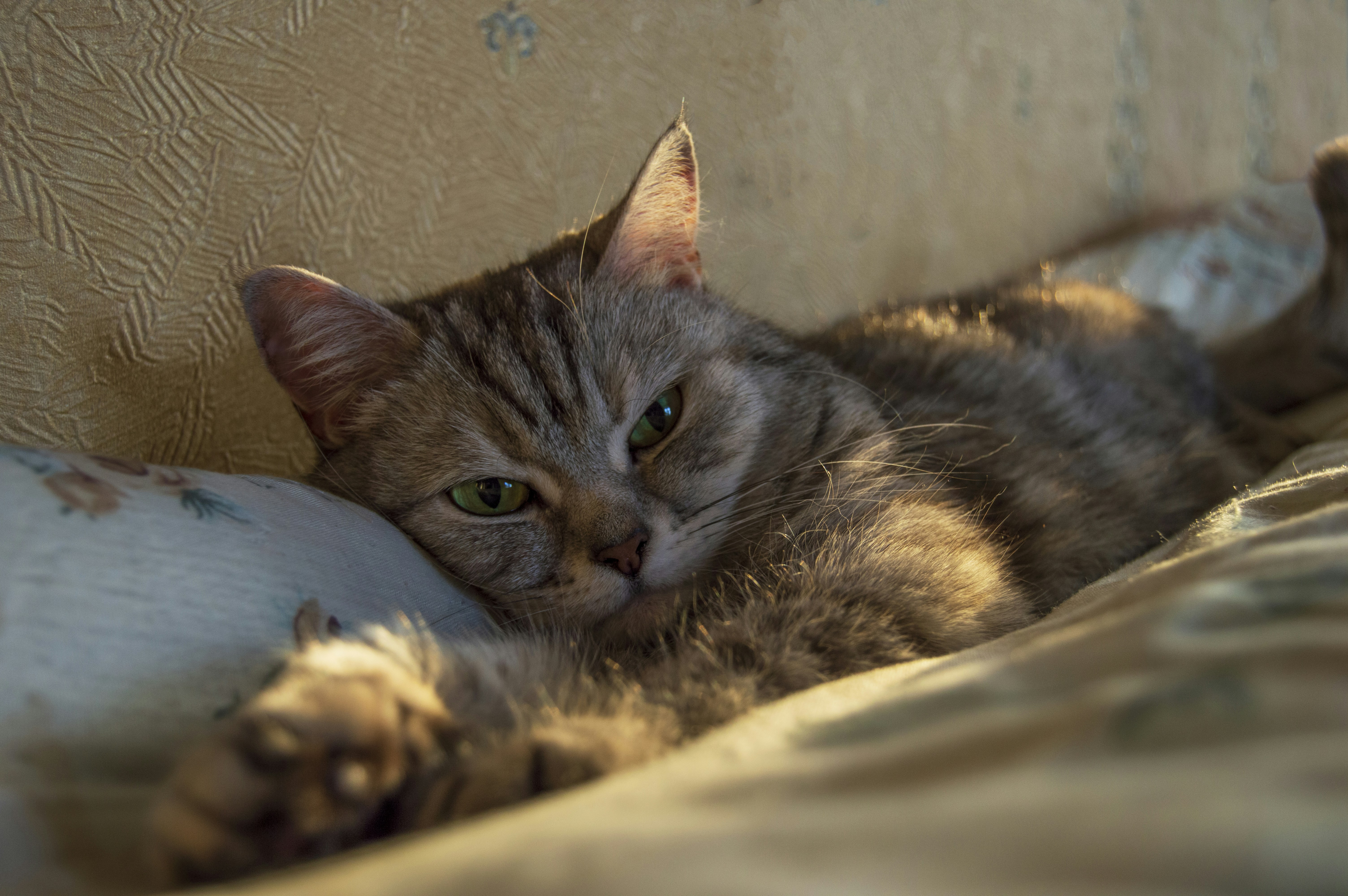 a close up of a cat laying on a couch