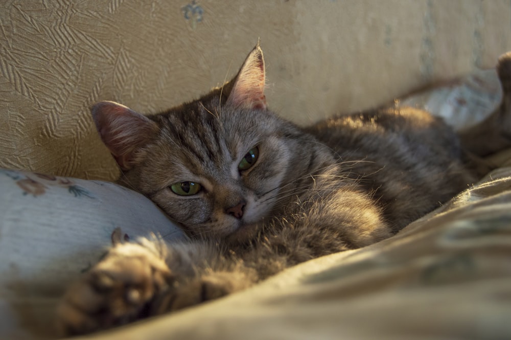 a close up of a cat laying on a couch