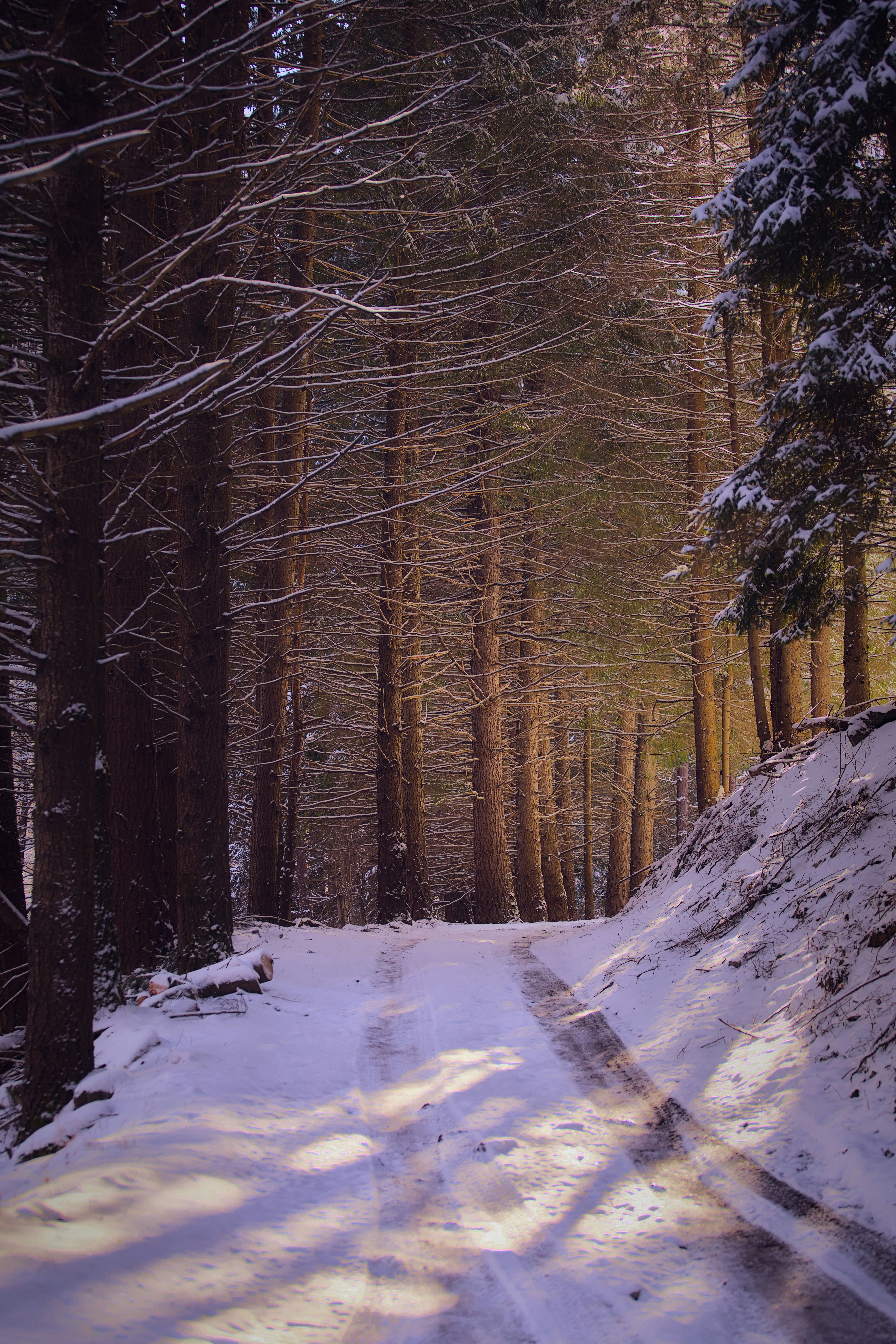 a snow covered road in the middle of a forest