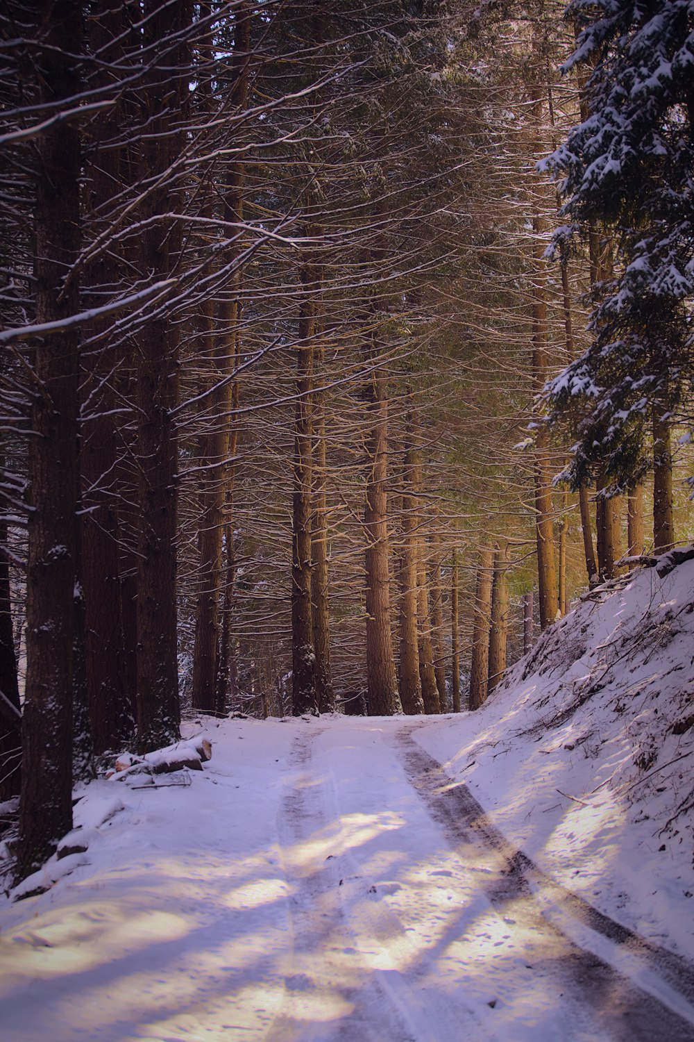 a snow covered road in the middle of a forest