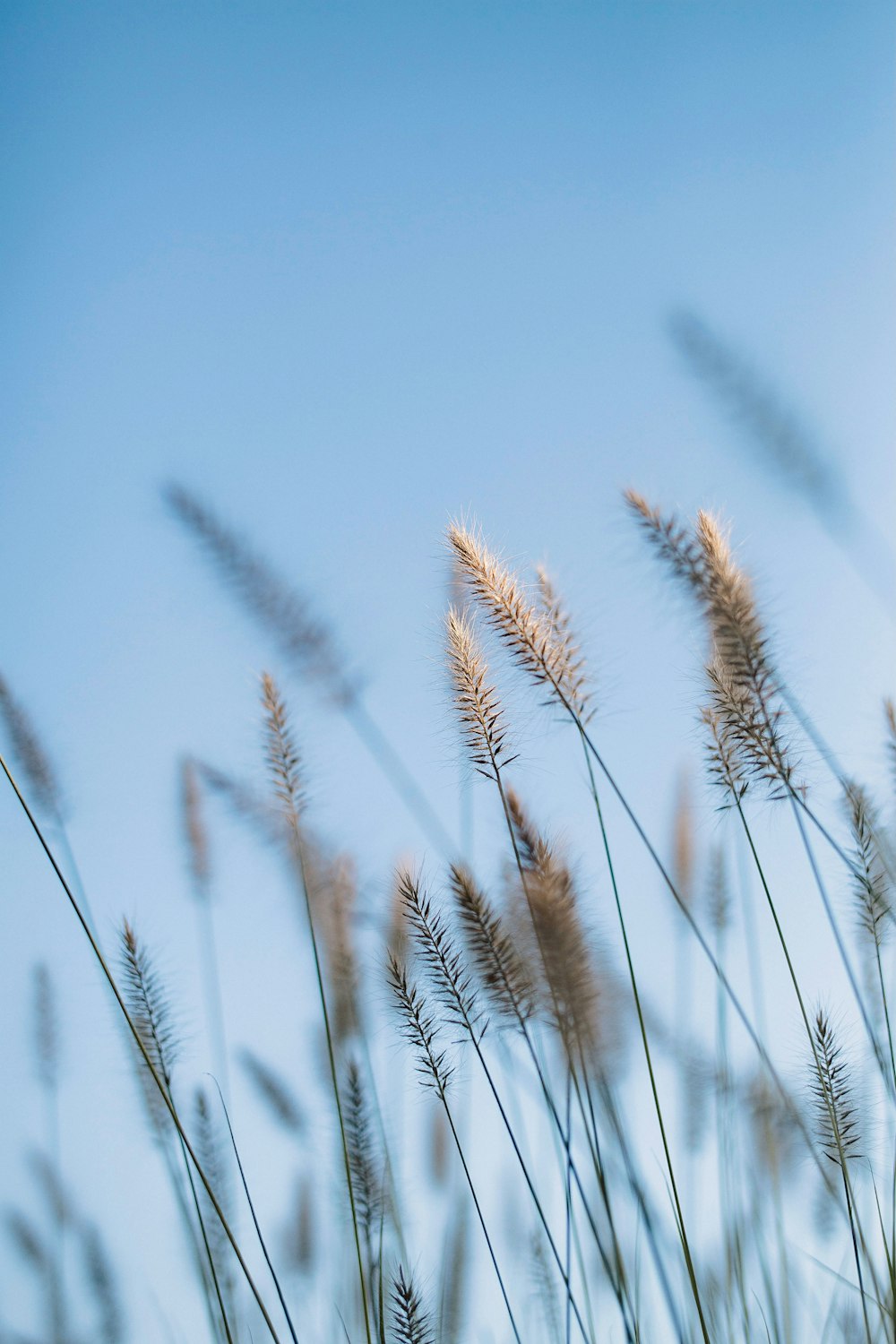 a bunch of tall grass blowing in the wind