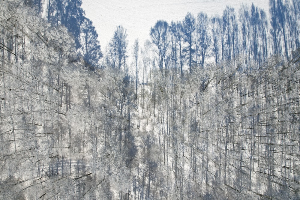 a forest filled with lots of trees covered in snow