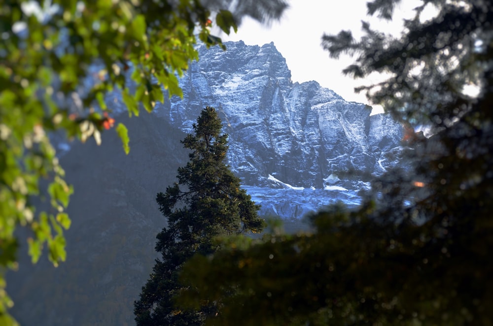 a view of a mountain through some trees