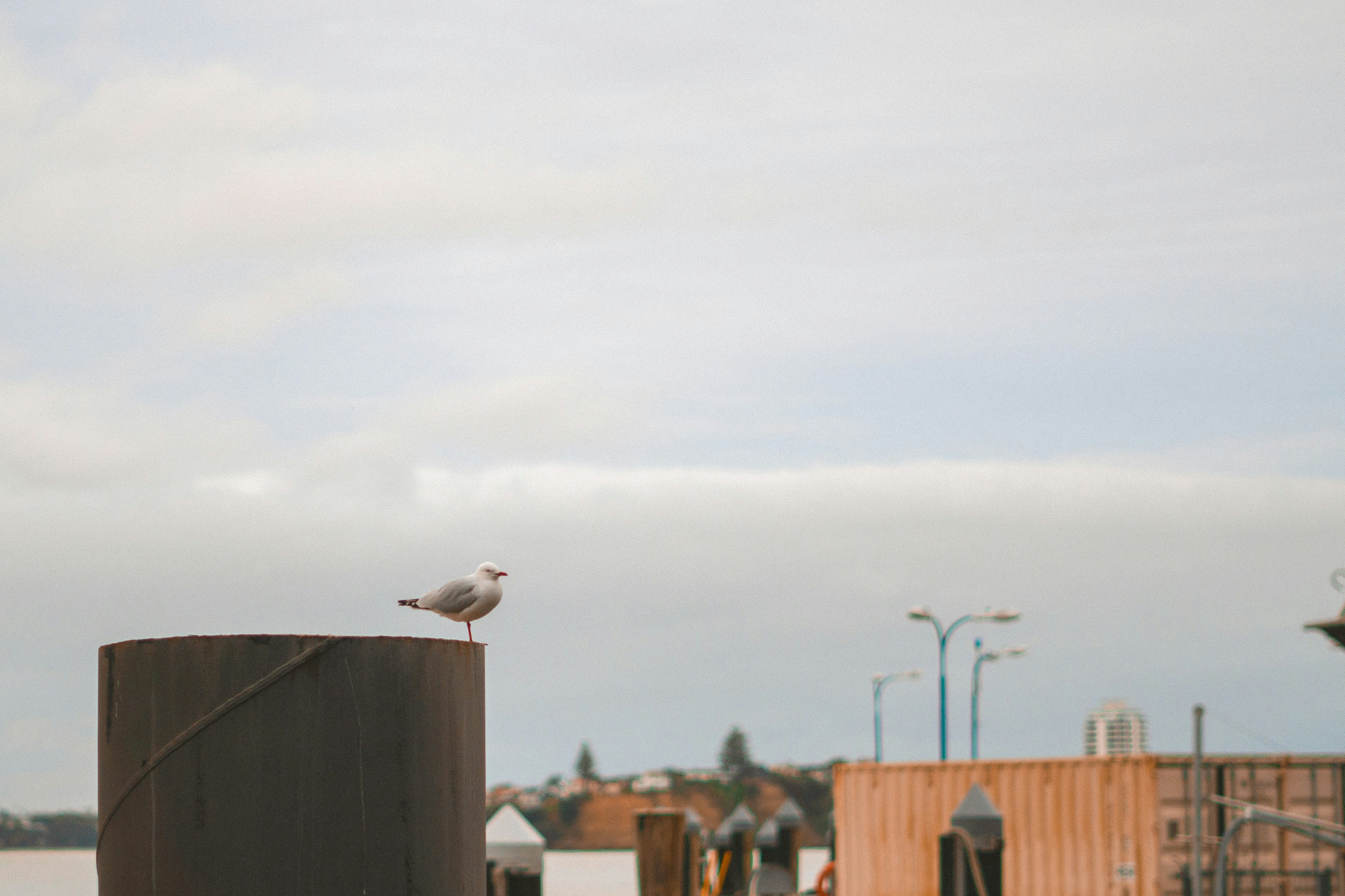 a seagull sitting on top of a wooden post