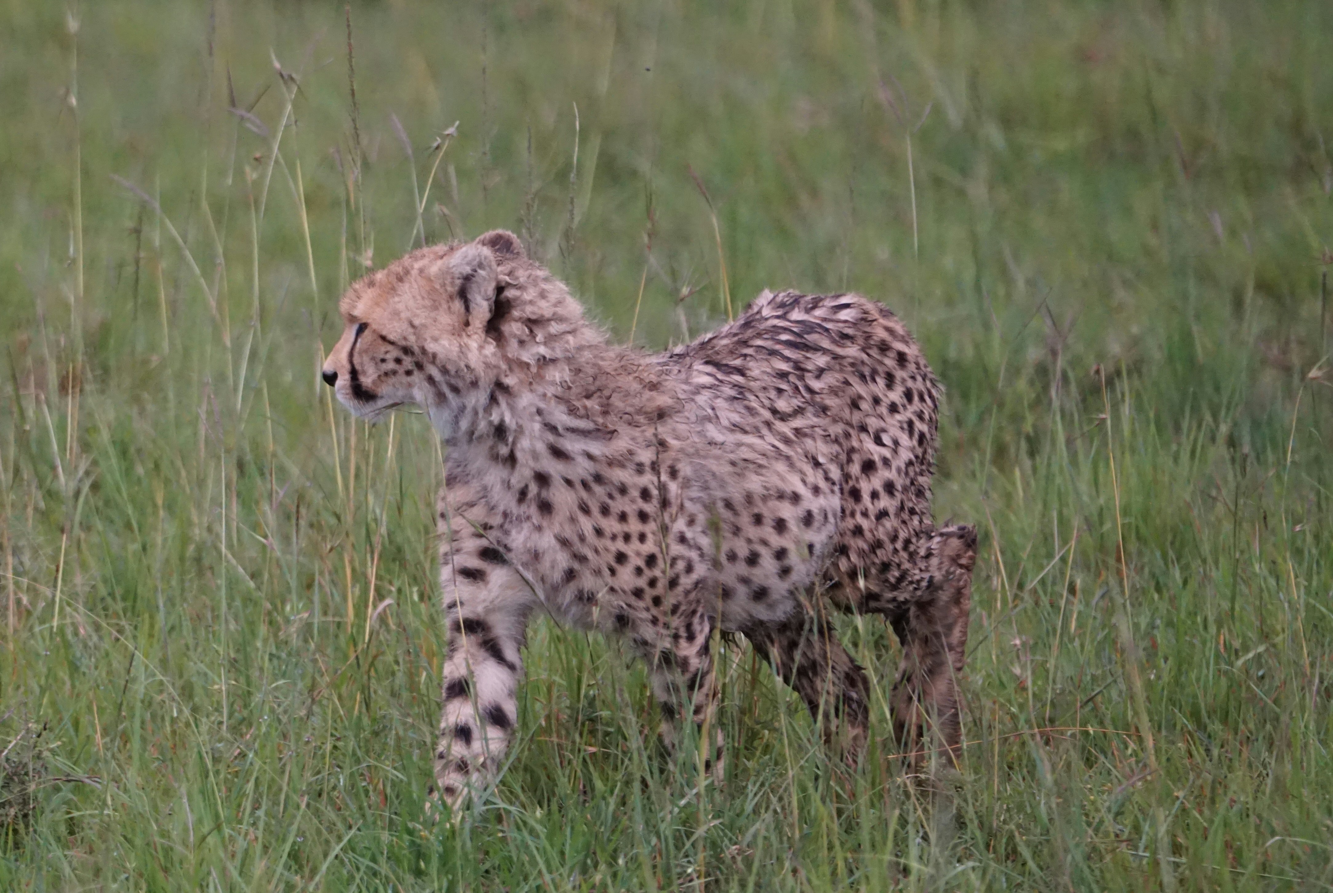 Human Conflict and Coexistence (image credits: unsplash)