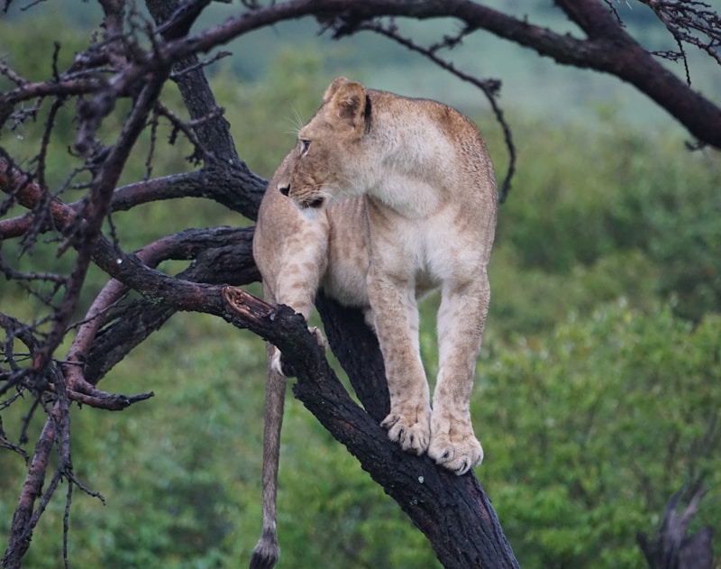 a young lion climbing a tree branch in the wild