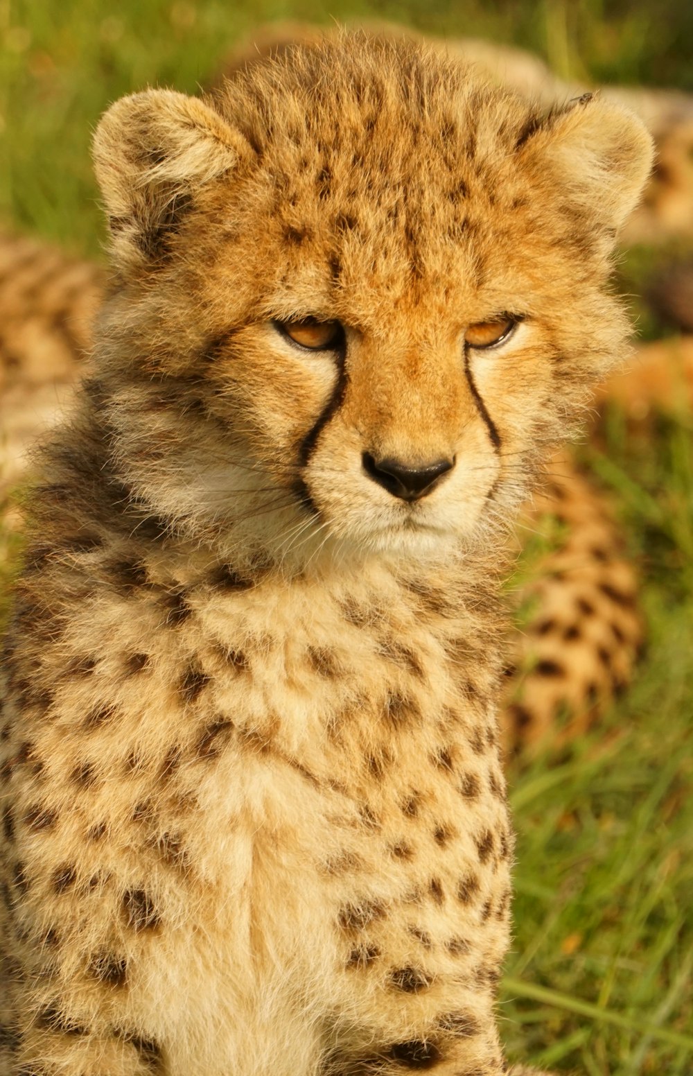 a cheetah cub sitting in the grass with its eyes closed