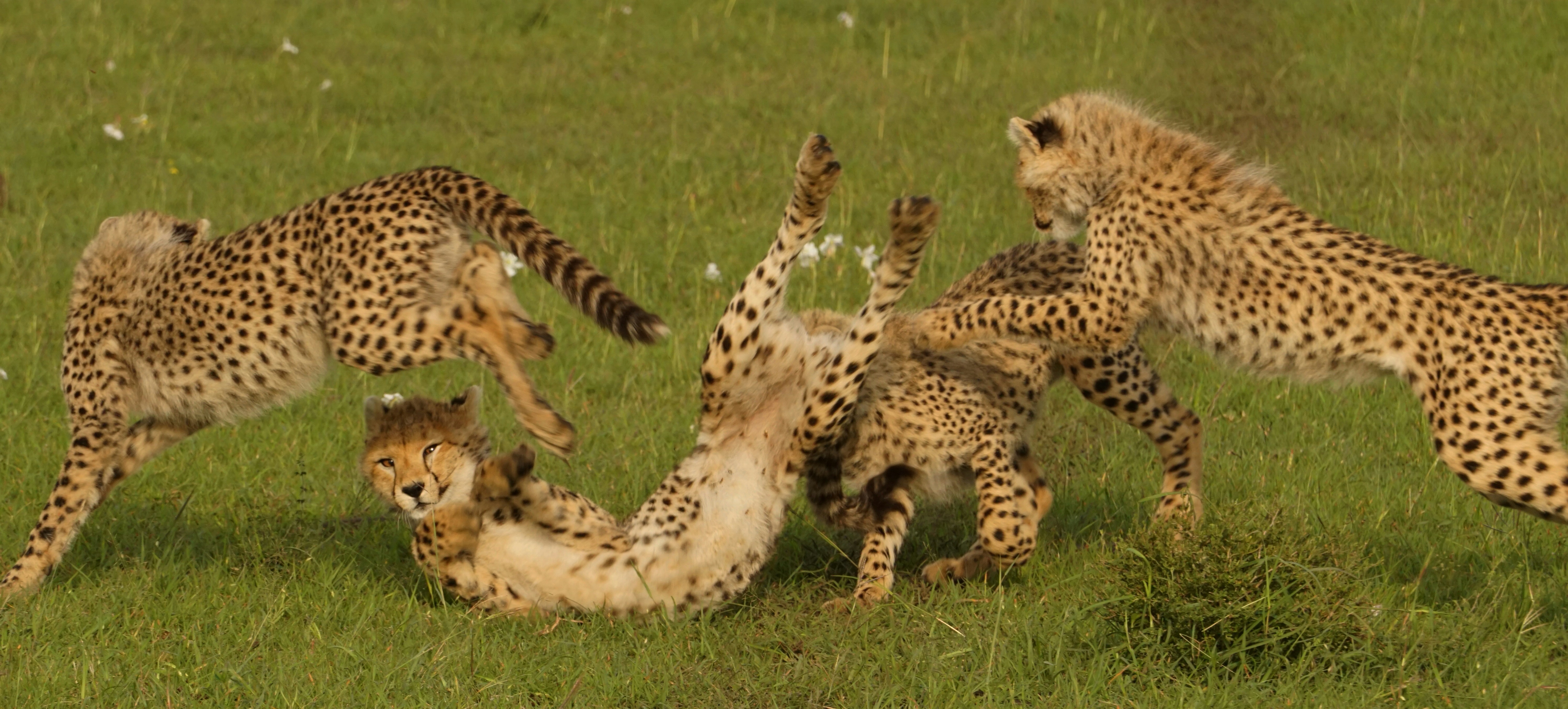 20. Cheetah’s Puppy Playdates (image credits: unsplash)