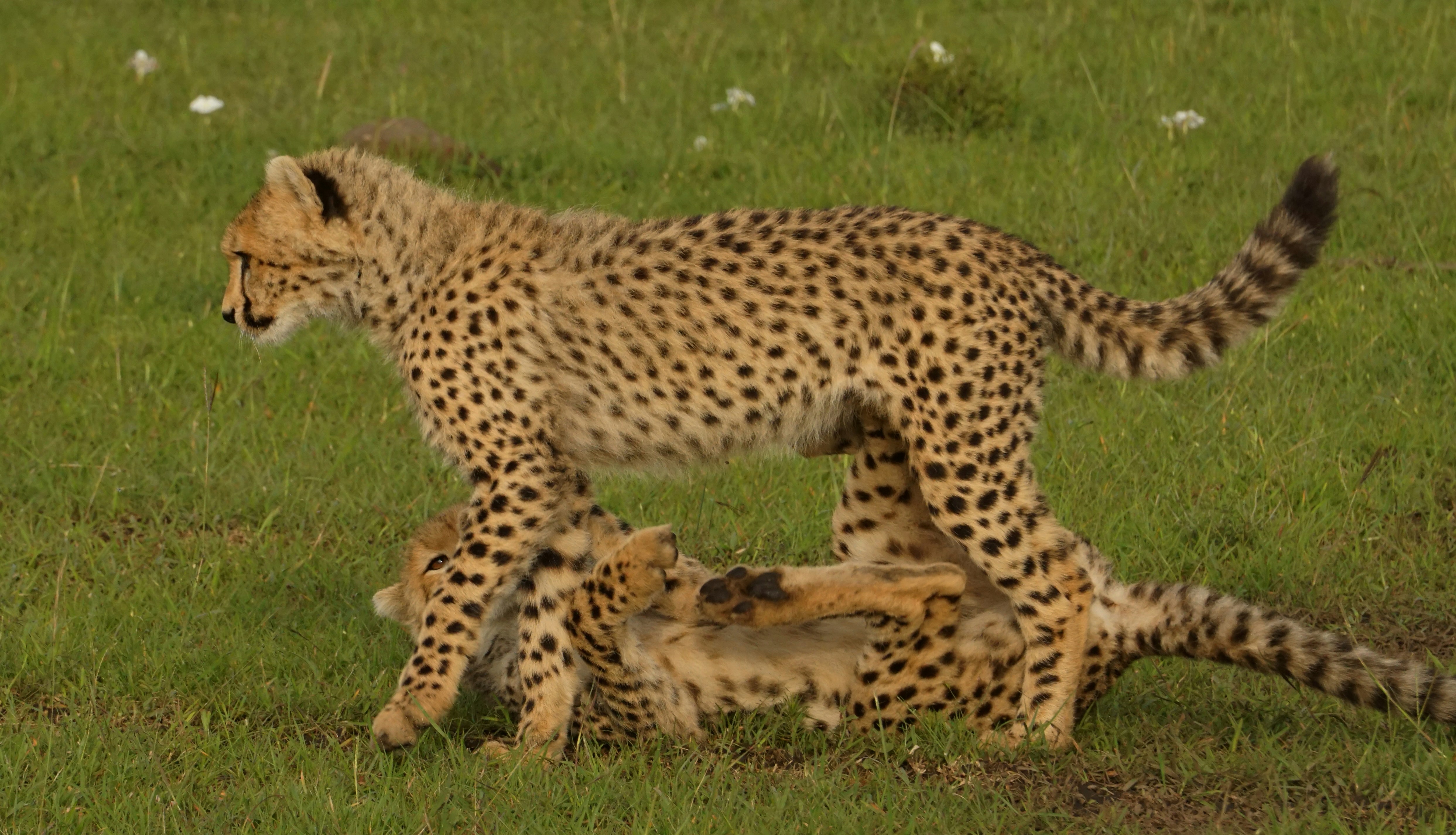 Education: Planting Seeds for the Future (image credits: unsplash)