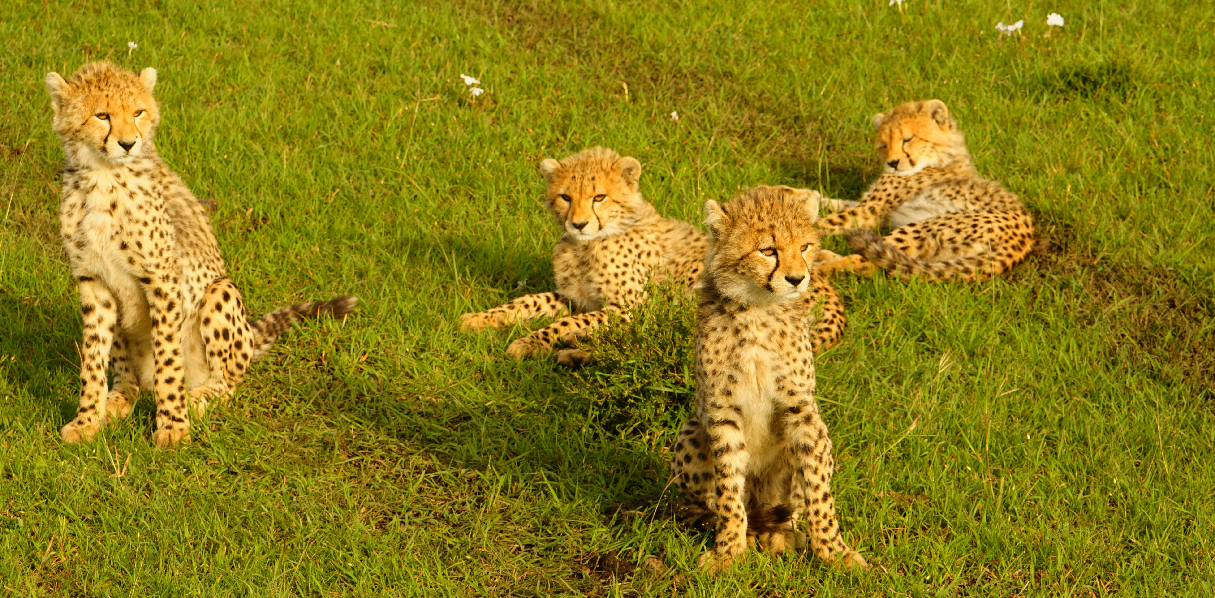 Cubs: Tiny Miracles in the Sand (image credits: unsplash)