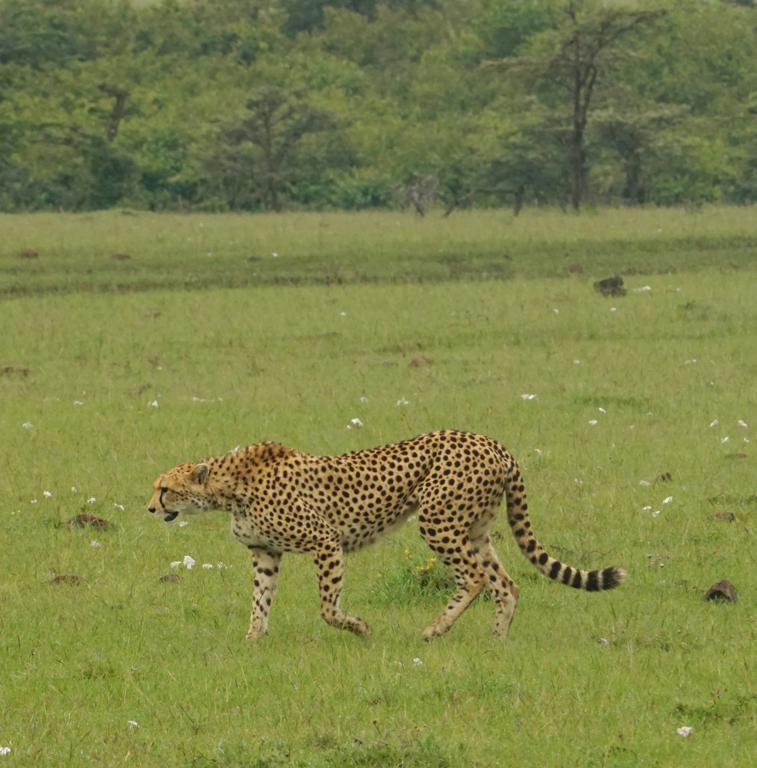 Roaming the Rift Valleys (image credits: unsplash)