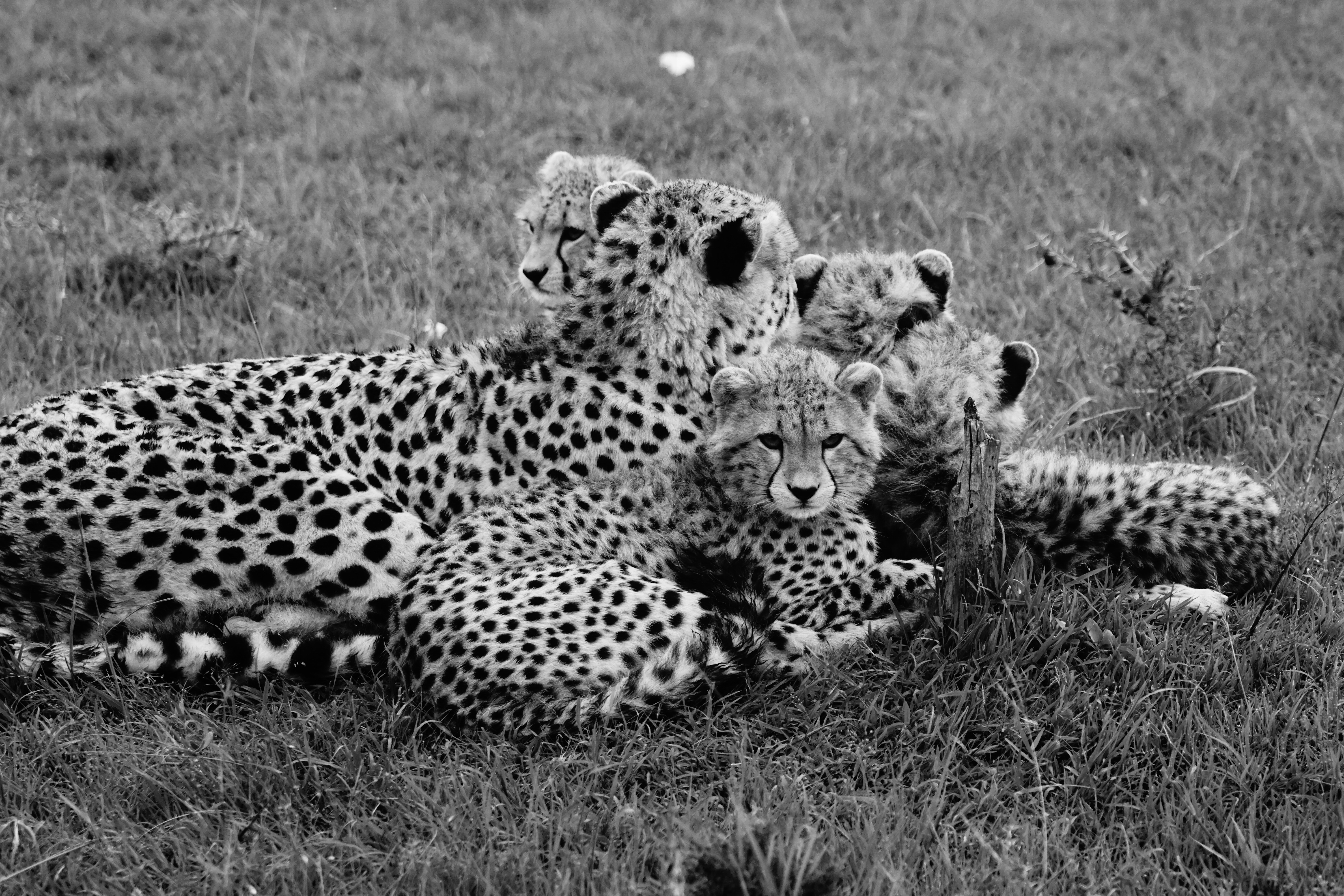 Education and Empathy: Changing Hearts (image credits: unsplash)