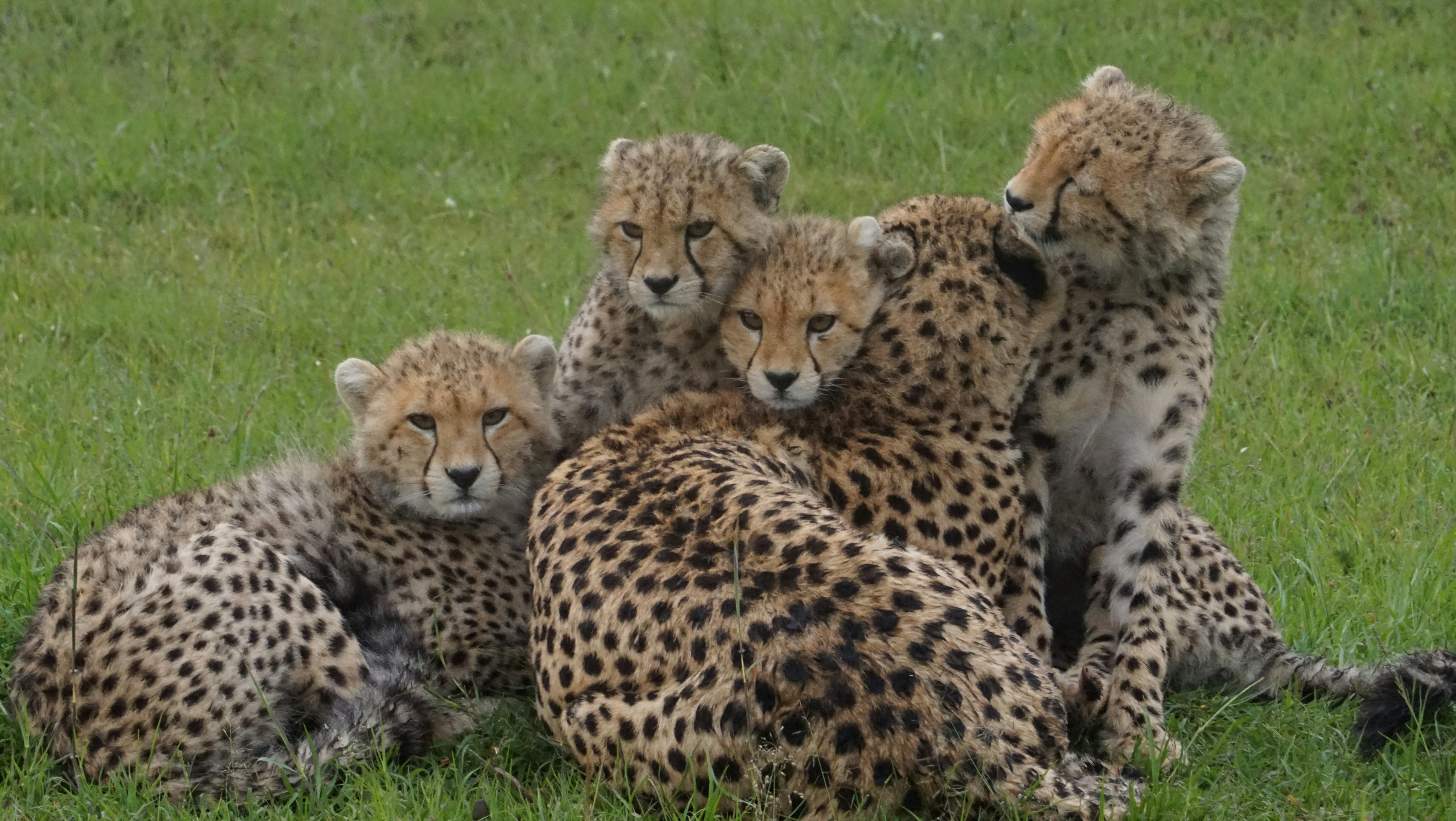 The Gentle Pile: Cheetah Mothers and Cubs (image credits: unsplash)