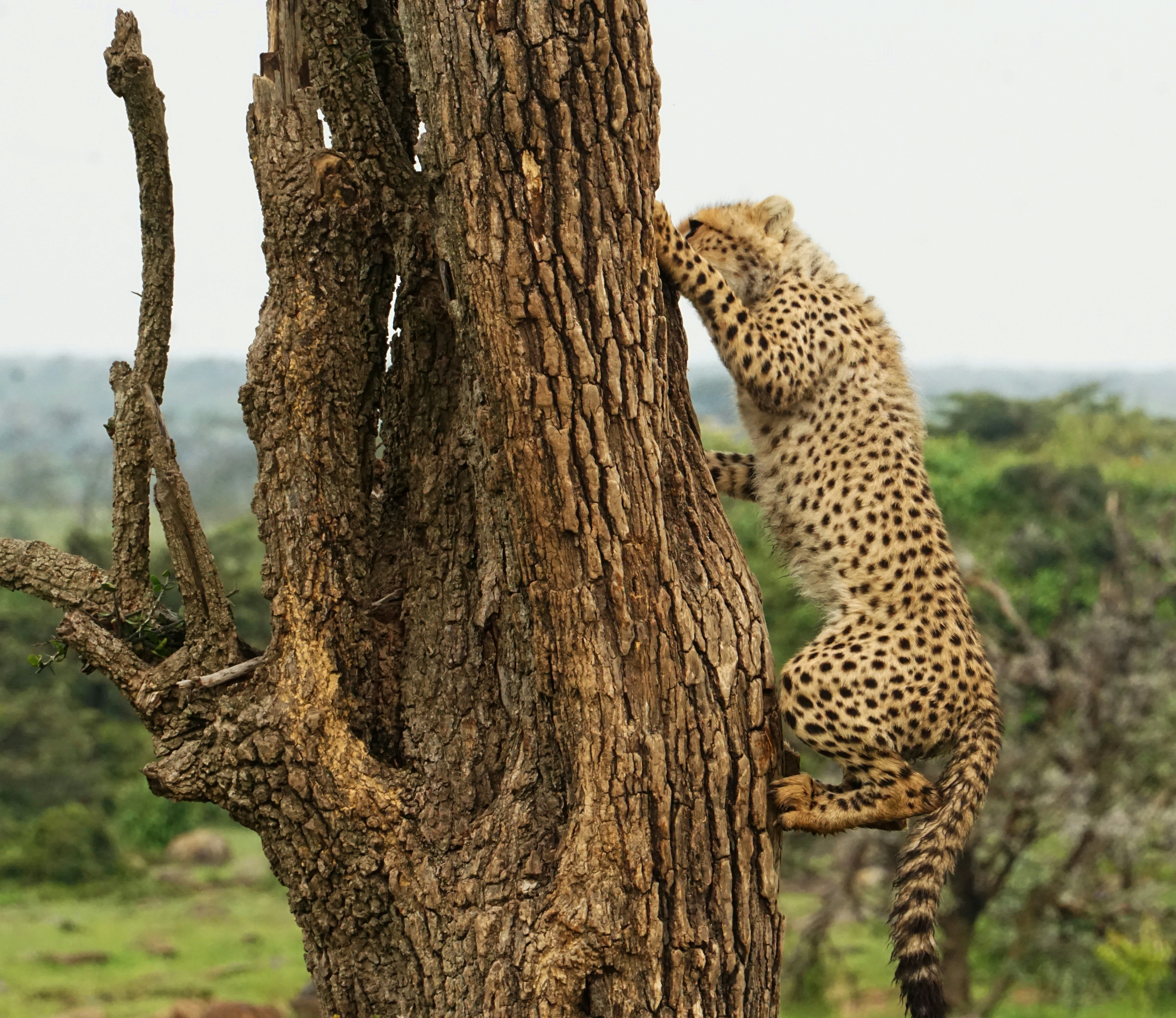 Miracinonyx inexpectatus: The Climbing American Cheetah (image credits: unsplash)