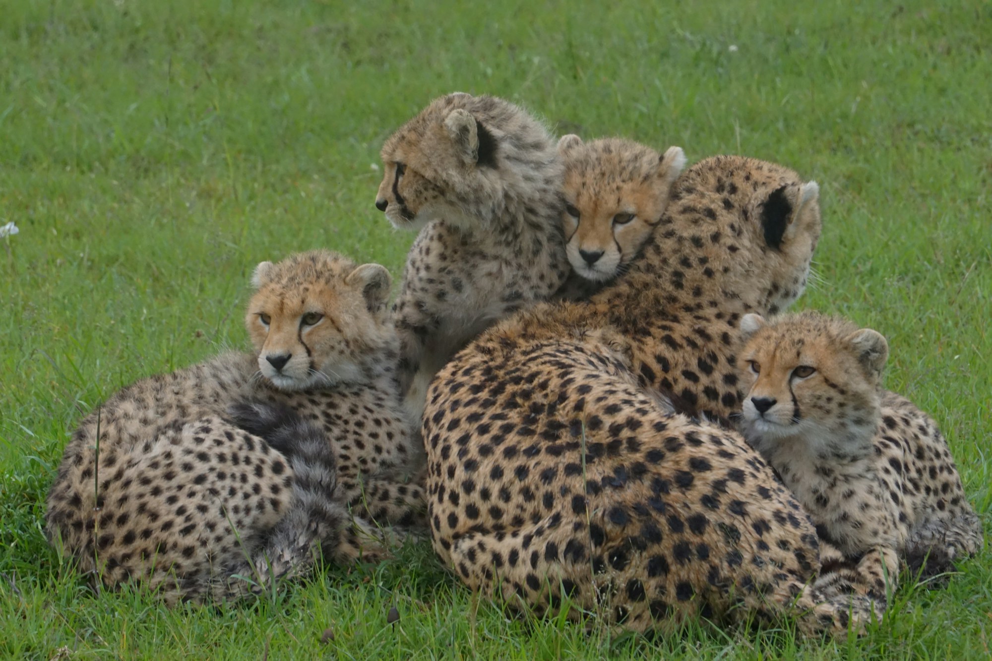 Cheetah cubs during Tanzania calving season safari