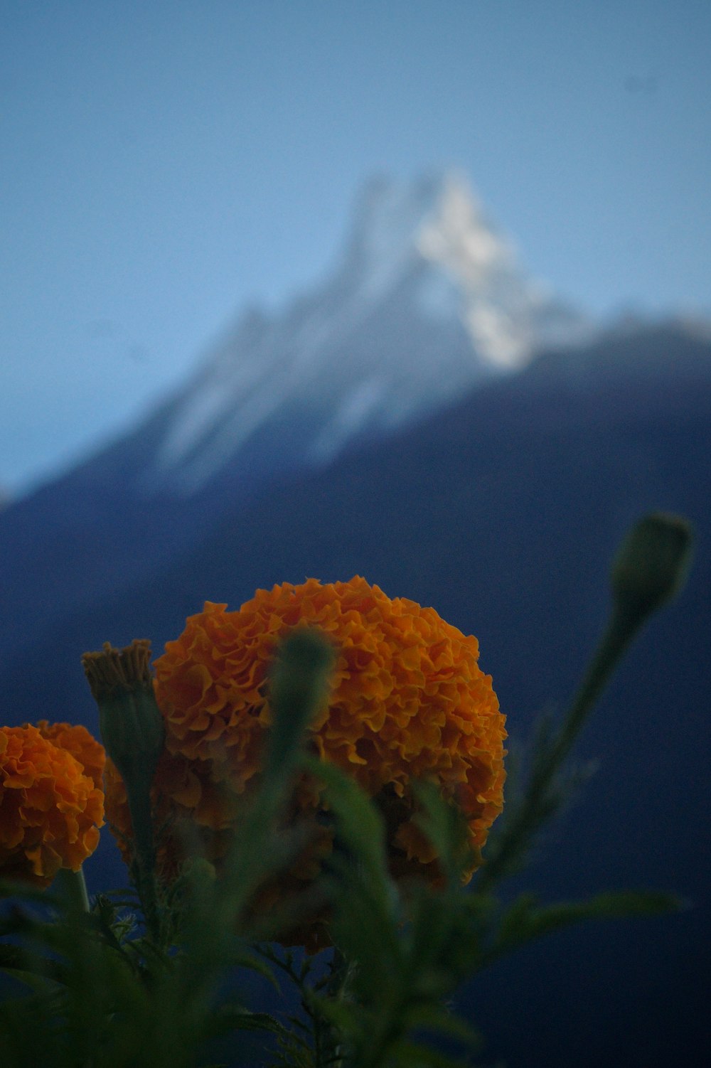 a close up of a flower with a mountain in the background