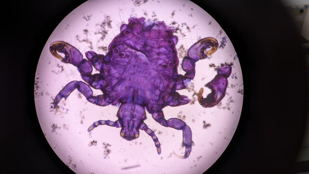 a close up of a plate with a purple animal on it