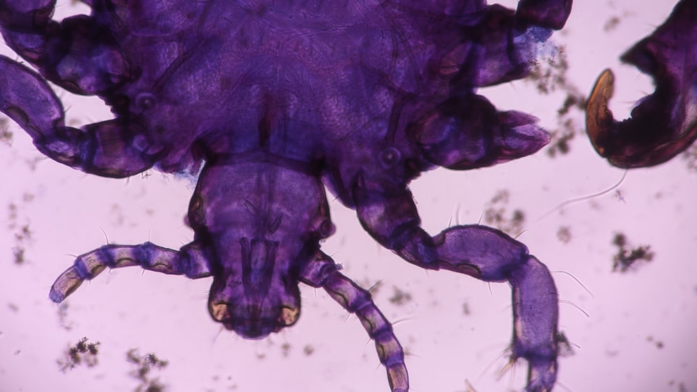 a close up of a purple animal under a microscope