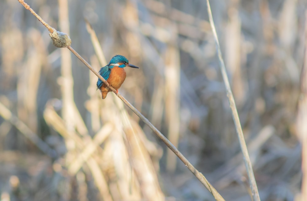 a small blue and orange bird sitting on a thin branch