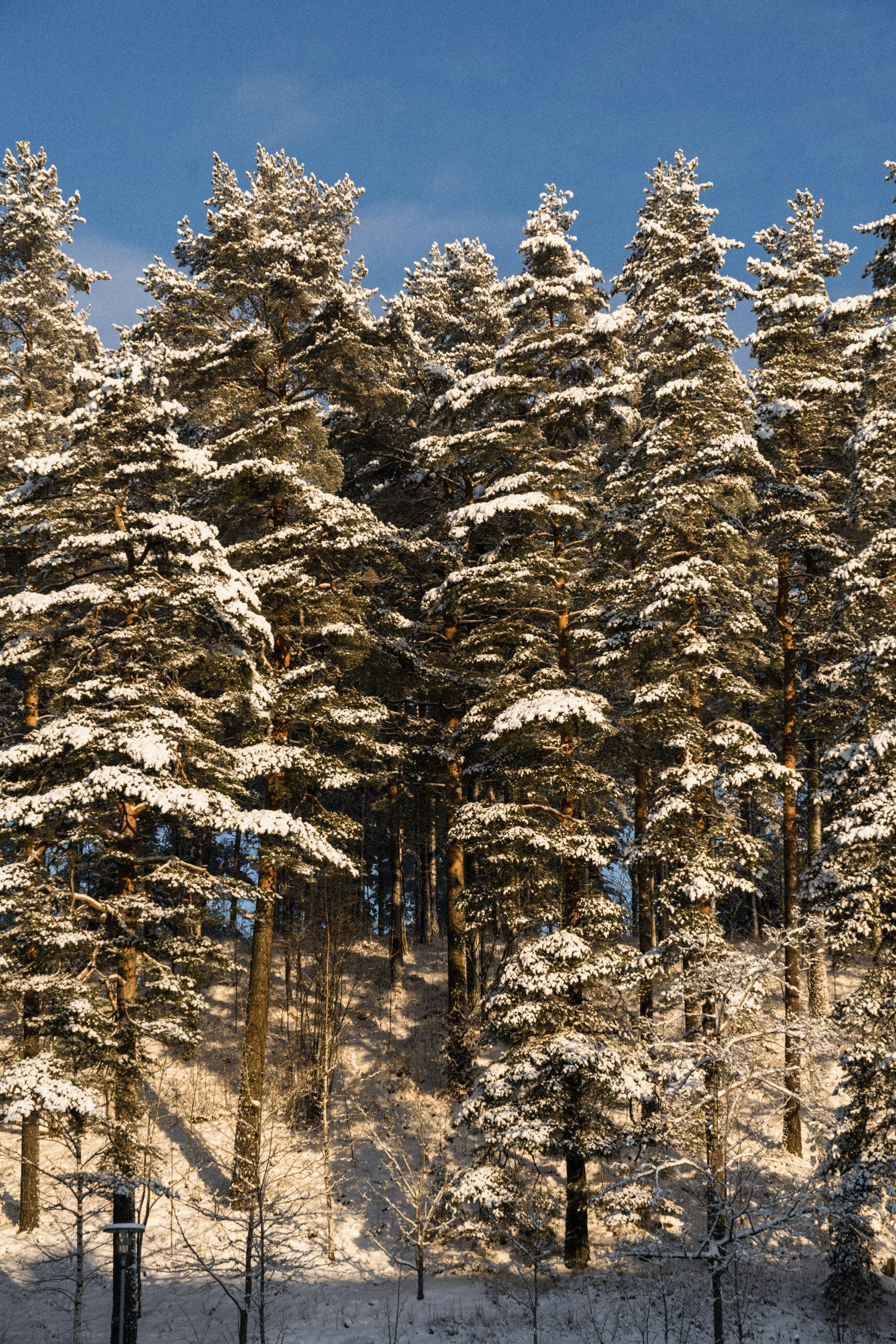 a snow covered forest filled with lots of trees