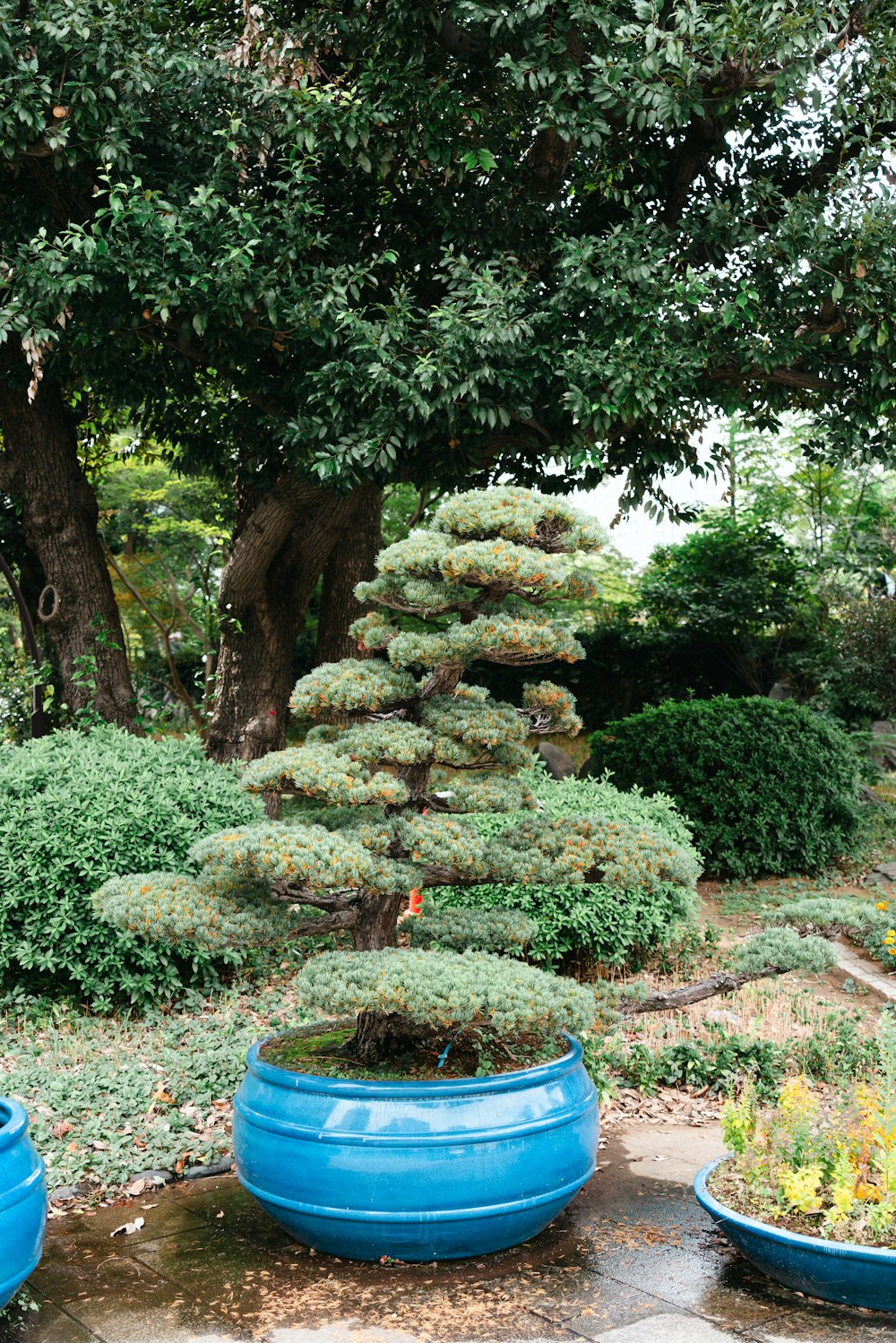 a couple of large blue pots sitting next to a tree