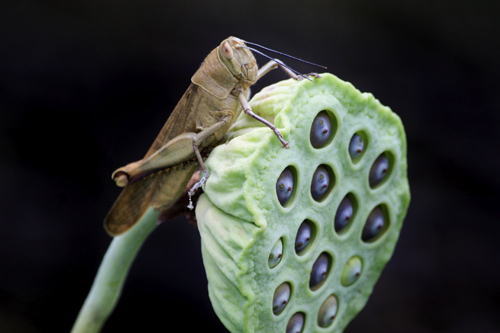 a close up of a bug on a leaf