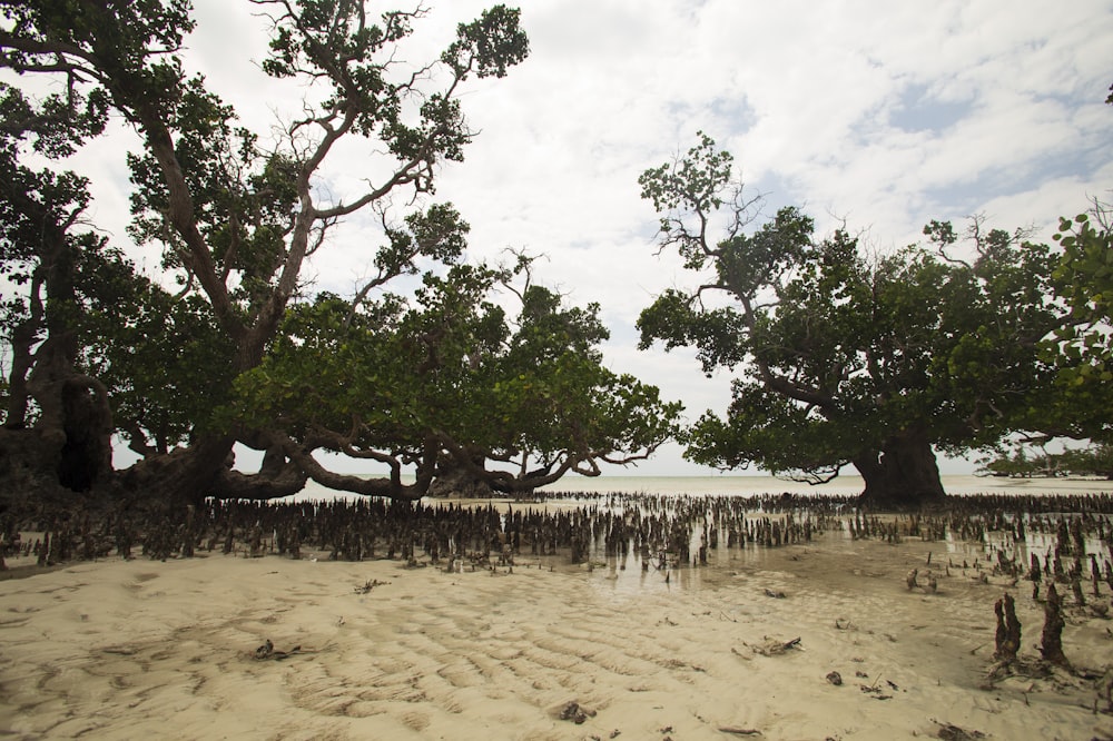 un grupo de árboles sentados en la parte superior de una playa de arena