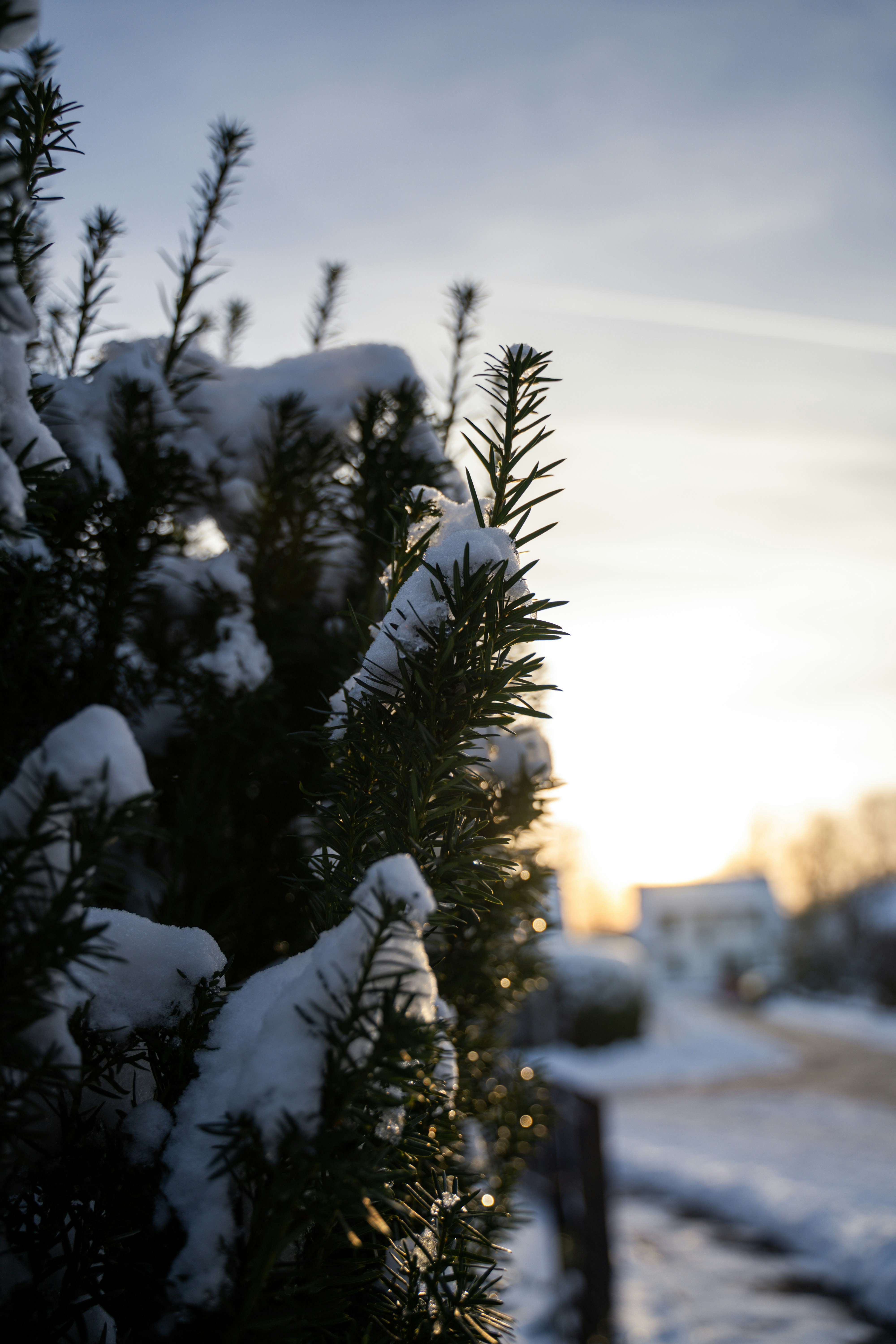a close up of a tree with snow on it