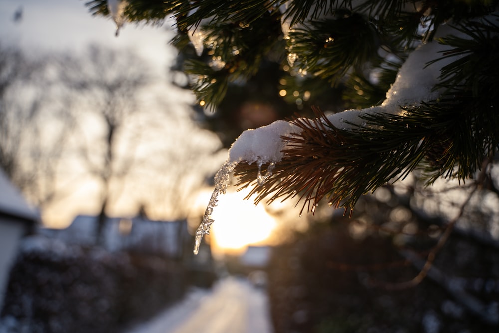 a snow covered pine tree with the sun in the background