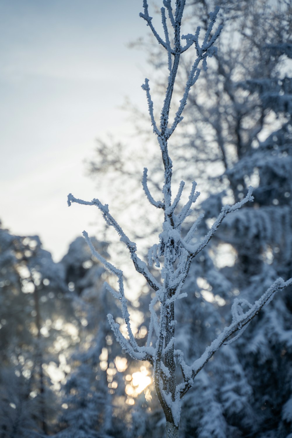 a snow covered tree with the sun in the background