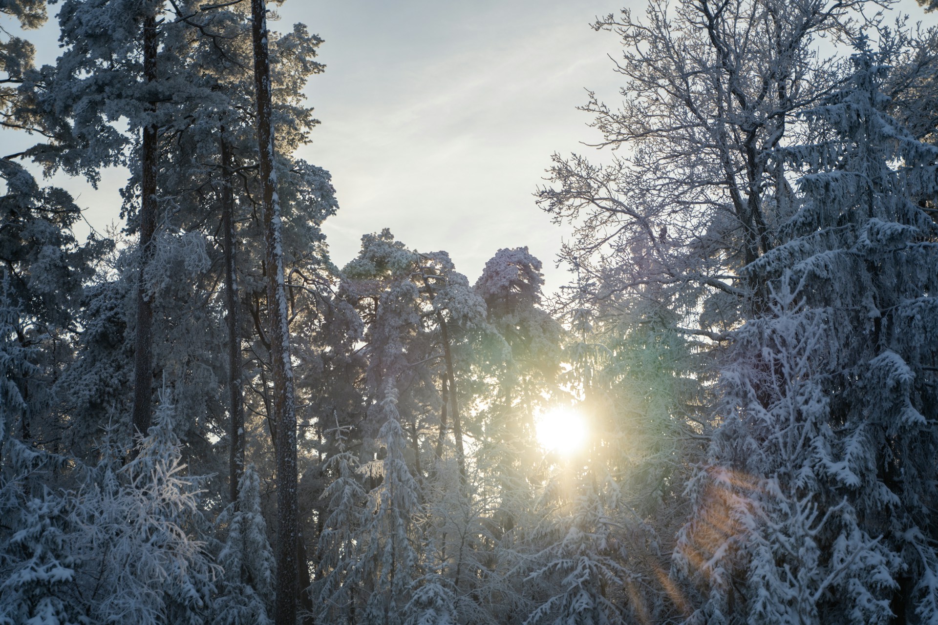 the sun is shining through the trees in the snow