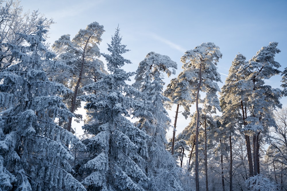 a group of snow covered trees in a forest