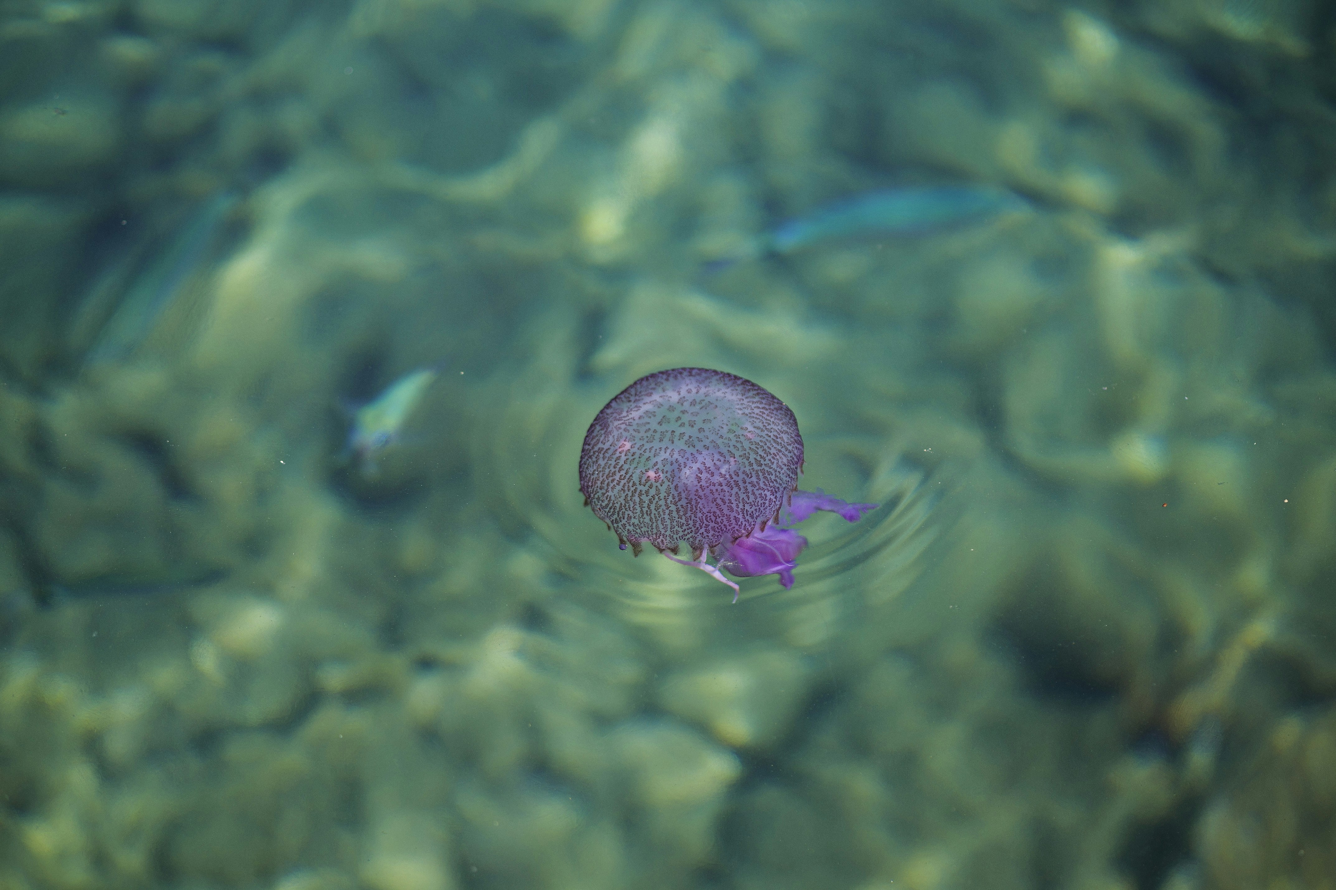 Freshwater Jellyfish: The Gentle Drifters (image credits: unsplash)